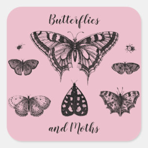 Pegatina Cuadrada Mariposas y Polillas Estampa Vintage