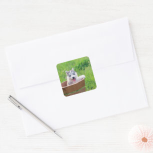Pegatina Cuadrada Mariquita Husky siberiana en una olla