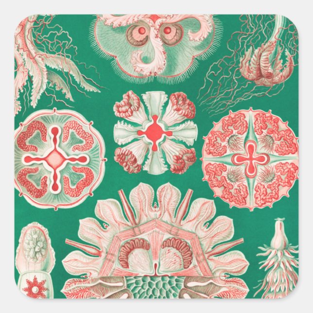 Pegatina Cuadrada Marisco, Discomedusae de Ernst Haeckel (Anverso)