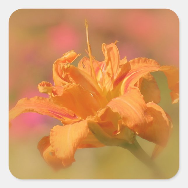 Pegatina Cuadrada Marmalade - Daylily (Anverso)