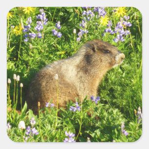 Pegatina Cuadrada Marmot en Mont Rainier Wildflowers