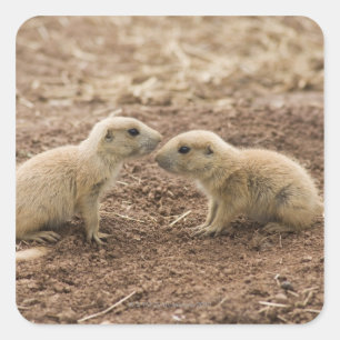 Pegatina Cuadrada Marmota de la pradera de la cola negra