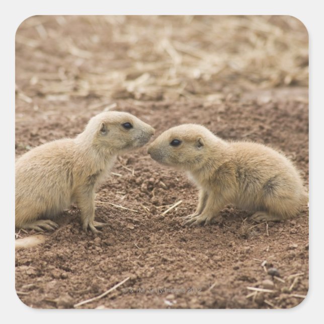 Pegatina Cuadrada Marmota de la pradera de la cola negra (Anverso)
