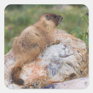 Pegatina Cuadrada Marmota de vientre amarillo, Marmota flaviventris,