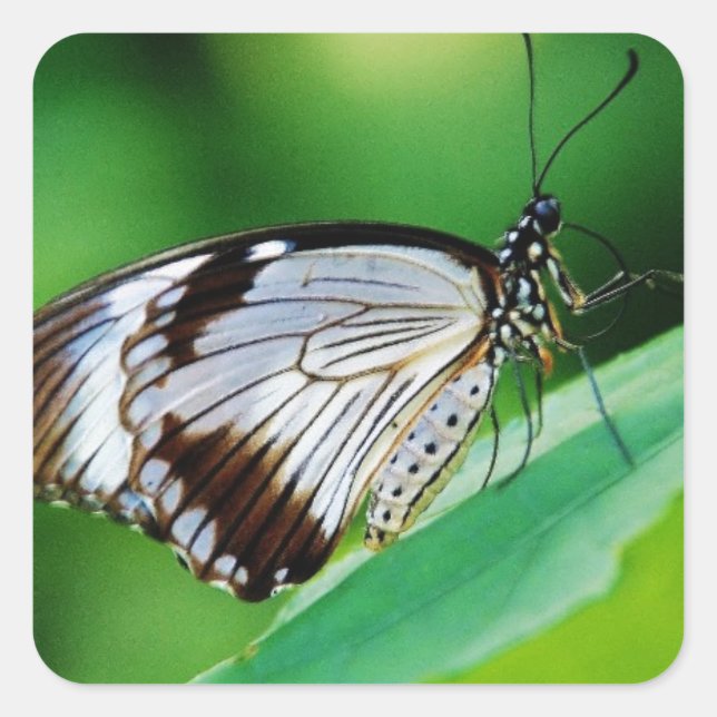 Pegatina Cuadrada Marrón oscuro y mariposa gris (Anverso)