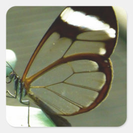 Pegatina Cuadrada Marrón sorprendente y mariposa translúcida