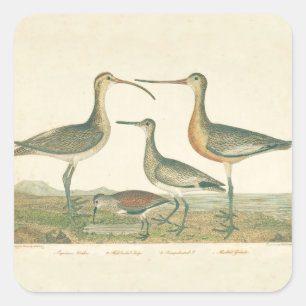Pegatina Cuadrada Marsh Bird Curlew Snipe Birding