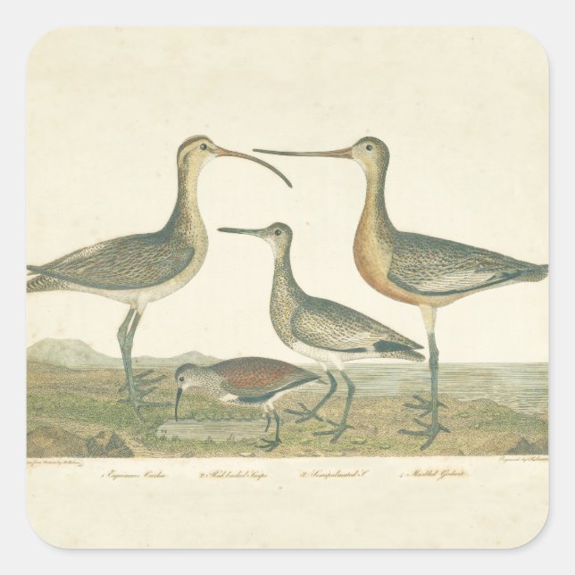 Pegatina Cuadrada Marsh Bird Curlew Snipe Birding (Anverso)