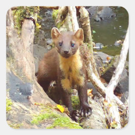 Pegatina Cuadrada Marten de pino lindo en árbol caído
