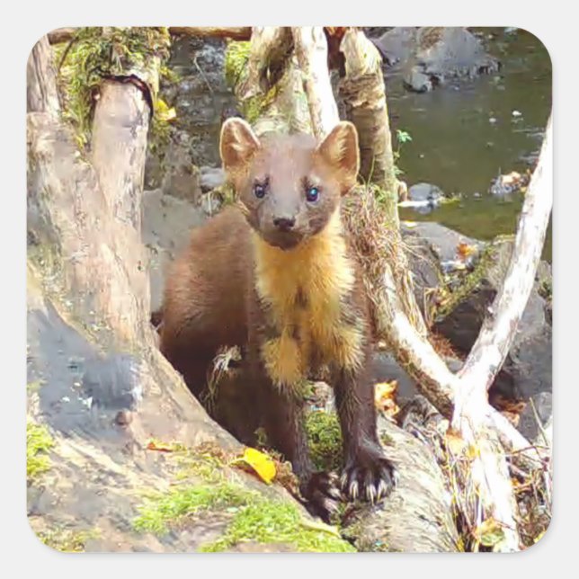 Pegatina Cuadrada Marten de pino lindo en árbol caído (Anverso)