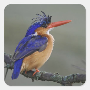 Pegatina Cuadrada Martín pescador malakita, Alcedo cristata, Lago