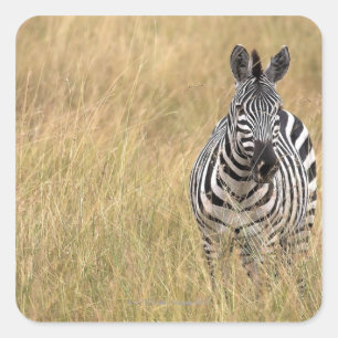 Pegatina Cuadrada Masai Mara, Kenia