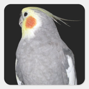 Pegatina Cuadrada Mascota Bird Cockatiel Photo