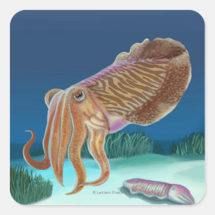 Pegatina Cuadrada MassachusettsCuttlefish Scene