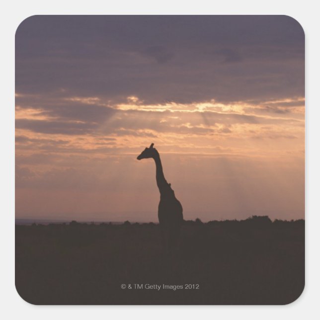 Pegatina Cuadrada Massai Giraffe (Anverso)