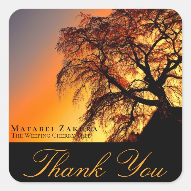 Pegatina Cuadrada Matabei-Zakura: Weeping Cherry Tree (Anverso)