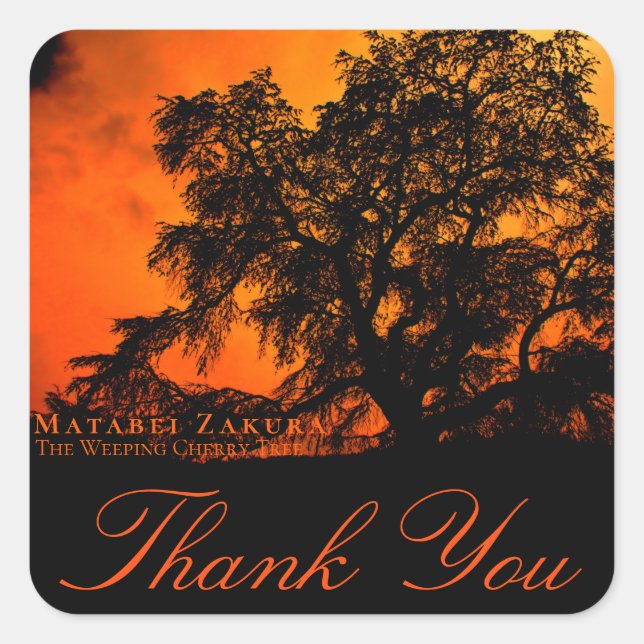 Pegatina Cuadrada Matabei-Zakura: Weeping Cherry Tree スクエアシール (Anverso)