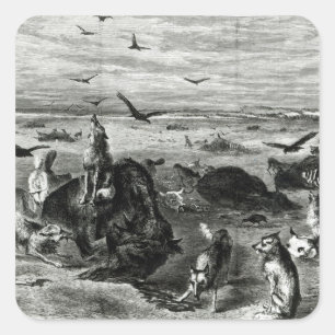 Pegatina Cuadrada Matanza de búfalos en las llanuras