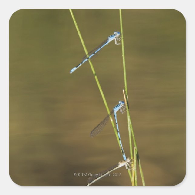 Pegatina Cuadrada Mating Damselflies (Anverso)