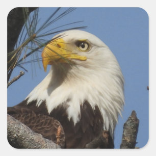Pegatina Cuadrada Mature Bald Eagle Close Head