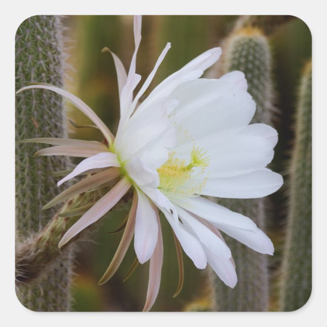 Pegatina Cuadrada Mayo en el jardín (Anverso)