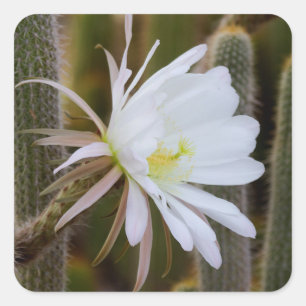 Pegatina Cuadrada Mayo en el jardín