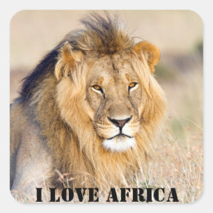 Pegatina Cuadrada Me encanta la foto del león de Africa Majestic.