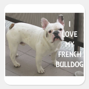 Pegatina Cuadrada Me encanta mi Bulldog francés