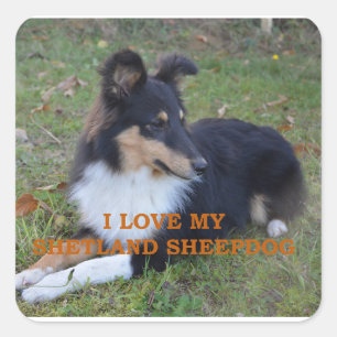 Pegatina Cuadrada Me encanta mi Shetland Sheepdog Black Tri