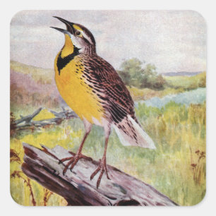 Pegatina Cuadrada Meadowlark en una rama