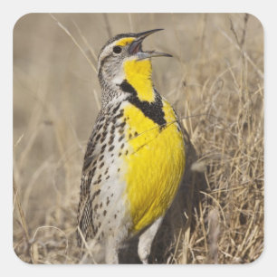 Pegatina Cuadrada Meadowlark occidental (Strunella neglecta)