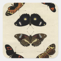 Medley de mariposa colorida sobre fondo crema