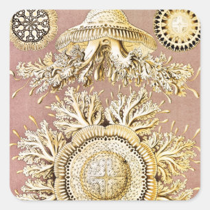 Pegatina Cuadrada Medusas, Discomedusae por Ernst Haeckel