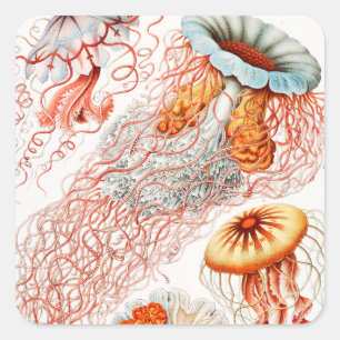 Pegatina Cuadrada Medusas, Discomedusae por Ernst Haeckel