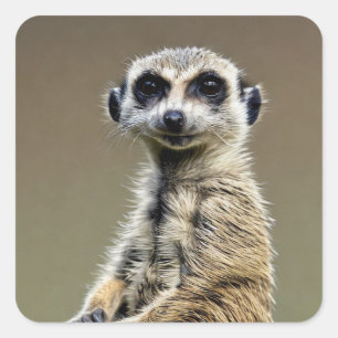 Pegatina Cuadrada Meerkat