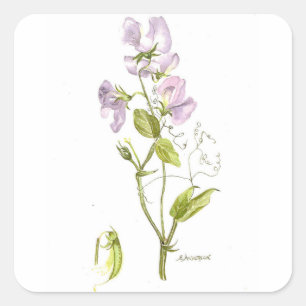 Pegatina Cuadrada Melocotón morado y verde