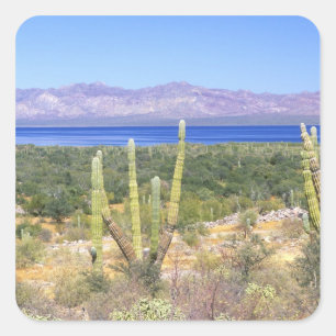 Pegatina Cuadrada México, Baja California Sur, Cardón en