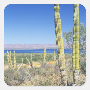 Pegatina Cuadrada México, Baja California Sur, Mulege, Bahía