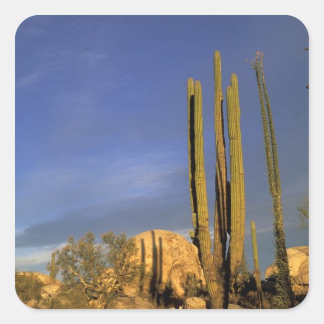 Pegatina Cuadrada México, Baja del Norte, Catavina Desert National (Anverso)