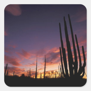 Pegatina Cuadrada México, Baja del Norte, Catavina Desierto Nacional