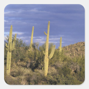 Pegatina Cuadrada México, Baja del Norte, Catavina Desierto Nacional