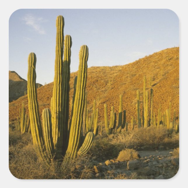 Pegatina Cuadrada México, Baja, Isla Santa Catalina, Mar de (Anverso)