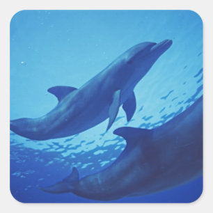 Pegatina Cuadrada México, Cozumel. Delfín de Bottlenosed, Tursiops