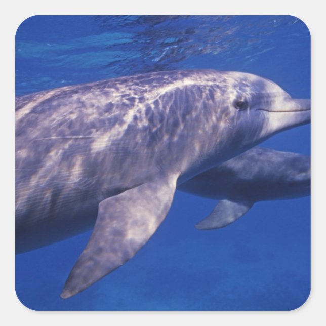 Pegatina Cuadrada México, Cozumel. Delfín mular, Tursiops 2 (Anverso)