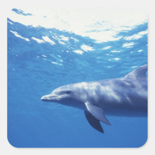 Pegatina Cuadrada México, Cozumel. Delfín mular, Tursiops 3