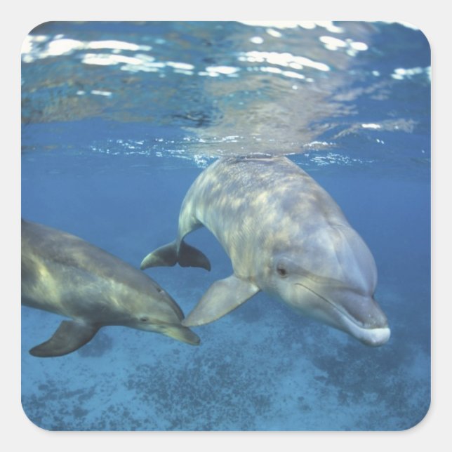 Pegatina Cuadrada México, Cozumel. Delfín mular, Tursiops 5 (Anverso)
