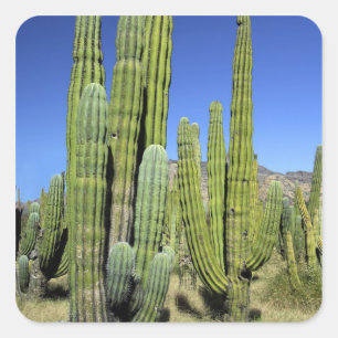 Pegatina Cuadrada México, Sonora, San Carlos. Saguaro y pitahaya