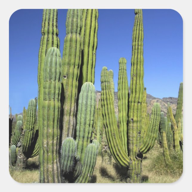 Pegatina Cuadrada México, Sonora, San Carlos. Saguaro y tubo de órga (Anverso)