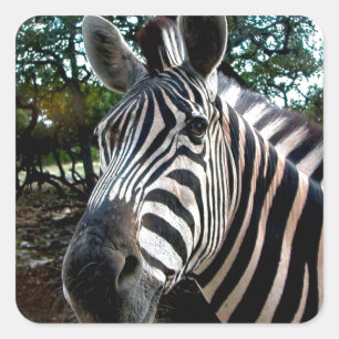 Pegatina Cuadrada Mi amigo strippy