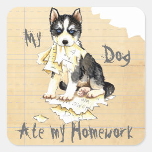 Pegatina Cuadrada Mi Husky Ate mi hogar